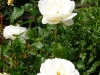marie-louise-marjan-a.jpg