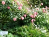 mein-schoner-garten-1.jpg
