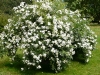 rosa-brunonii-2a.jpg
