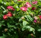 rosa-moyesii-superba-1a.jpg