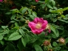 rosa-moyesii-superba.jpg