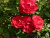 rote-woge-a.jpg