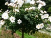 shropsire-lass-1a.jpg