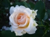 marjore-marshall
