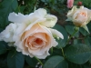 marjore-marshall2