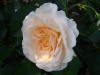 marjore-marshall4