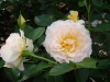 marjore-marshall5