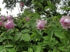 blush-hip-tretowska