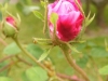centifolia-major-r-1596-jpg-1