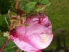 centifolia-major-r-1596