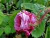 centifolia-muscosa-tr