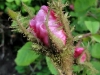 centifolia-muscosa-tr2