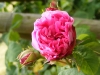 centifolia-nn-2