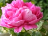 centifolia-nn-3