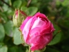 centifolia-nn-4