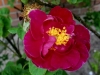 conditorum-tr-jpg2_