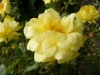 herrison-yellow-2