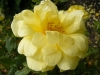 herrison-yellow-3
