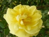 herrison-yellow-4