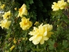 herrison-yellow-5