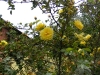herrison-yellow