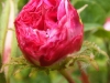 incomparbale-nn-galijska-agatha-form-2