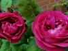 la-reine-tr