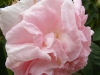 maiden-blush-2