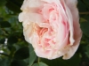 maiden-blush3