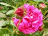 nanette-r-g-agatha-form2