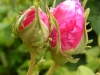 paeonien-rose-r-frankofurtana2