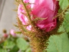 rcentifolia-muscosa-mutacja-r-c-major-1696r-2