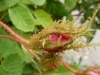rcentifolia-muscosa-mutacja-r-c-major-1696r-3