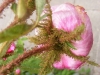 rcentifolia-muscosa-mutacja-r-c-major-1696r-5