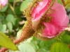 rcentifolia-muscosa-mutacja-r-c-major-1696r-6