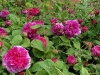 royal-marbree-tr