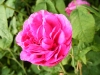 royale-marbre2