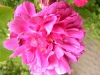 russeliana