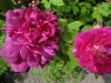 russelliana-tretowska