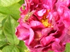sissinghurst-castle-2
