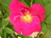 splendens2