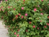 splendens3