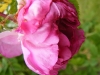 tapetenrose