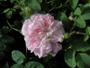 white-de-meaux-tr