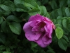 adam-chodun-ogrod-bot-lublin-2011-071