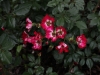 cherry-meidiland-ogrod-bot-lublin-2011-049