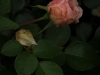 dronig-magherite-ogrod-bot-lublin-2011-050