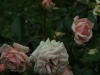 dronig-magherite-ogrod-bot-lublin-2011-052