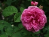 gertrude-yekyll-ogrod-bot-lublin-2011-067