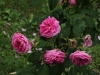 gertrude-yekyll-ogrod-bot-lublin-2011-069
